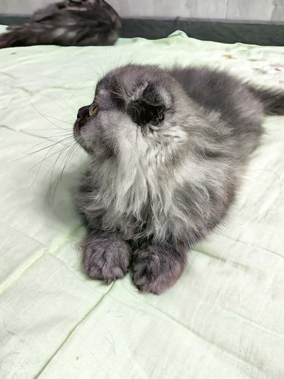 Скотиш Фолд котята mushuqcha - подарок детям Bolalarga eng zo'r sovg'a — 2