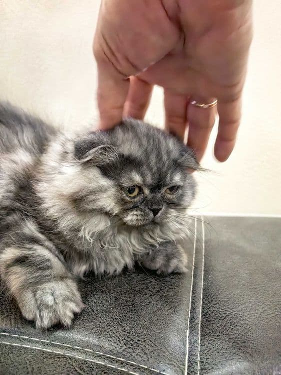 Скотиш Фолд котята mushuqcha - подарок детям Bolalarga eng zo'r sovg'a — 4