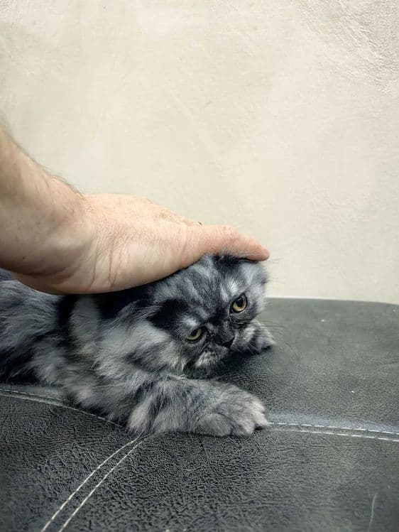Скотиш Фолд котята mushuqcha - подарок детям Bolalarga eng zo'r sovg'a — 5