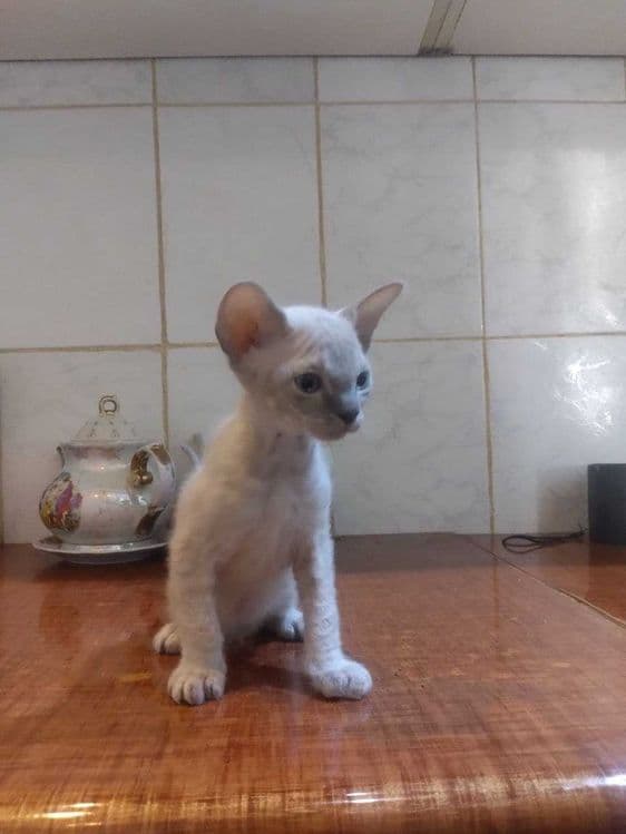 Продается Донской сфинкс — 5