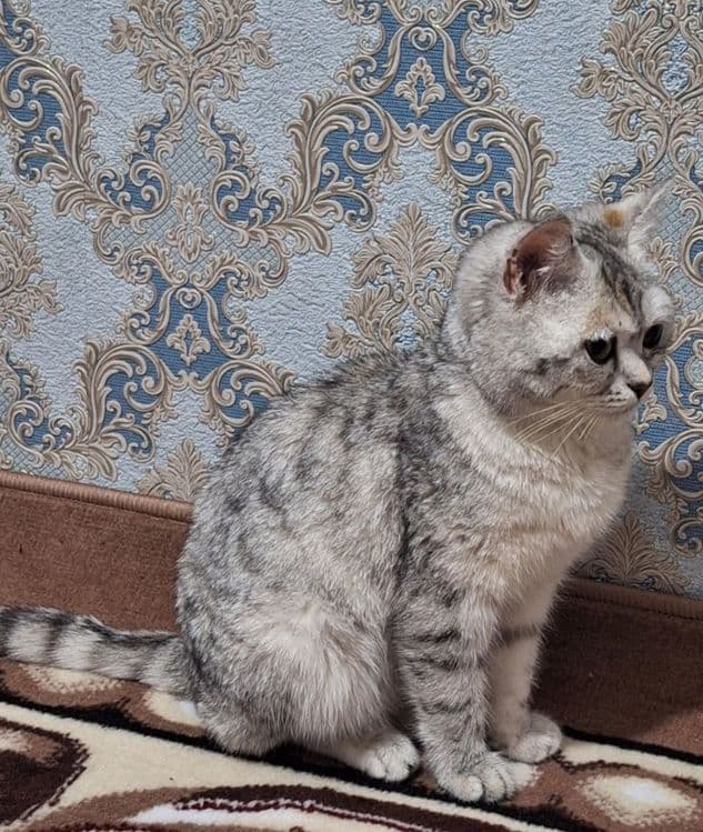 Продается Британская серебристая Шиншилла. Девочке 1 год — 5