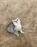 Скоттиш фолд и Скоттиш страйт