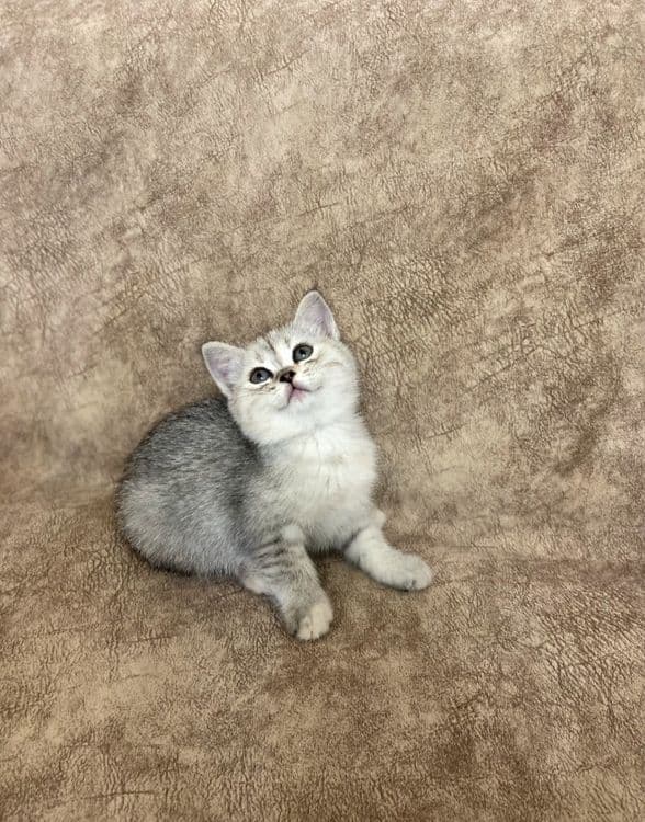 Скоттиш фолд и Скоттиш страйт — 1
