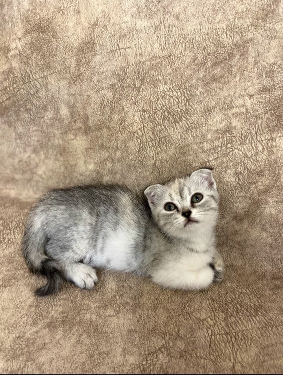Скоттиш фолд и Скоттиш страйт — 2