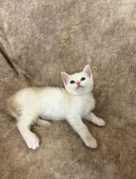 Скоттиш фолд и Скоттиш страйт — 3