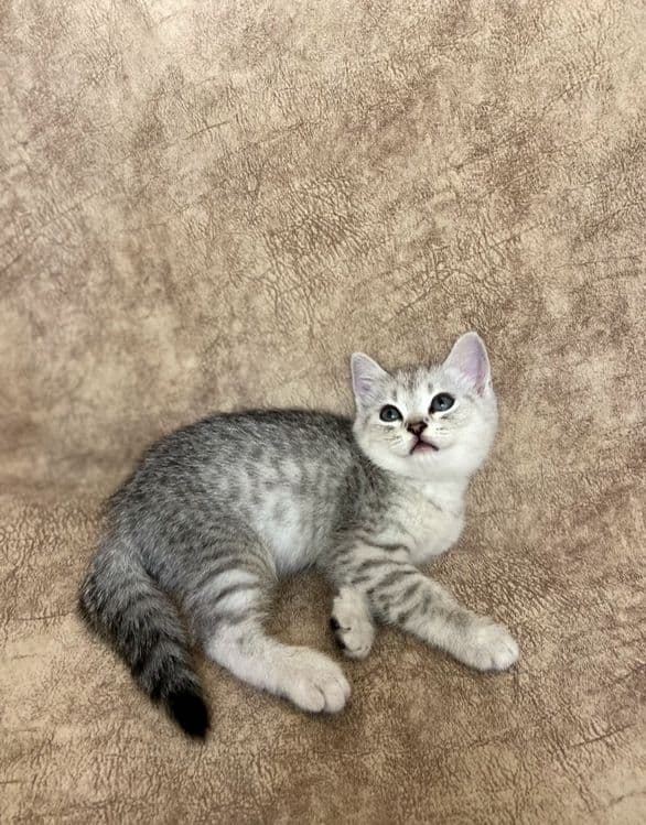 Скоттиш фолд и Скоттиш страйт — 4