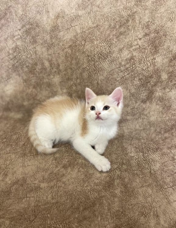 Скоттиш фолд и Скоттиш страйт — 5