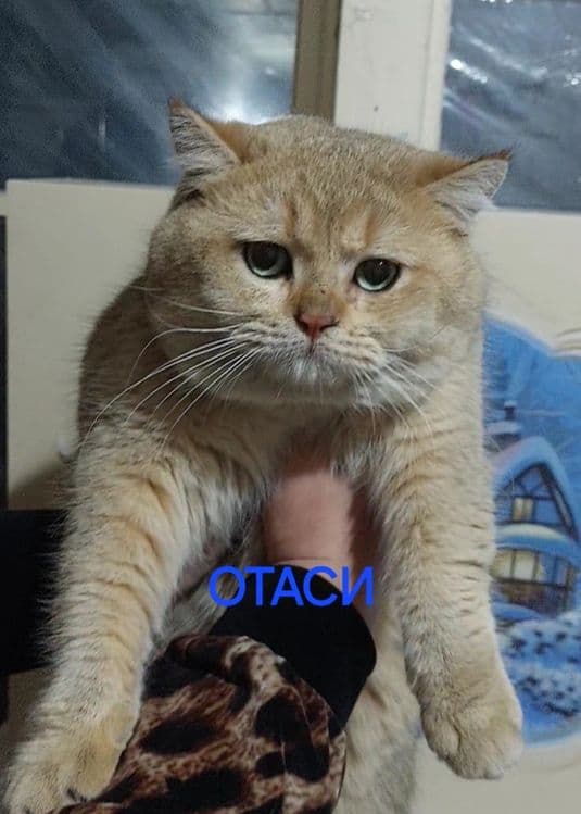 Вяскага Британский золотистый  вязкага опитни — 4