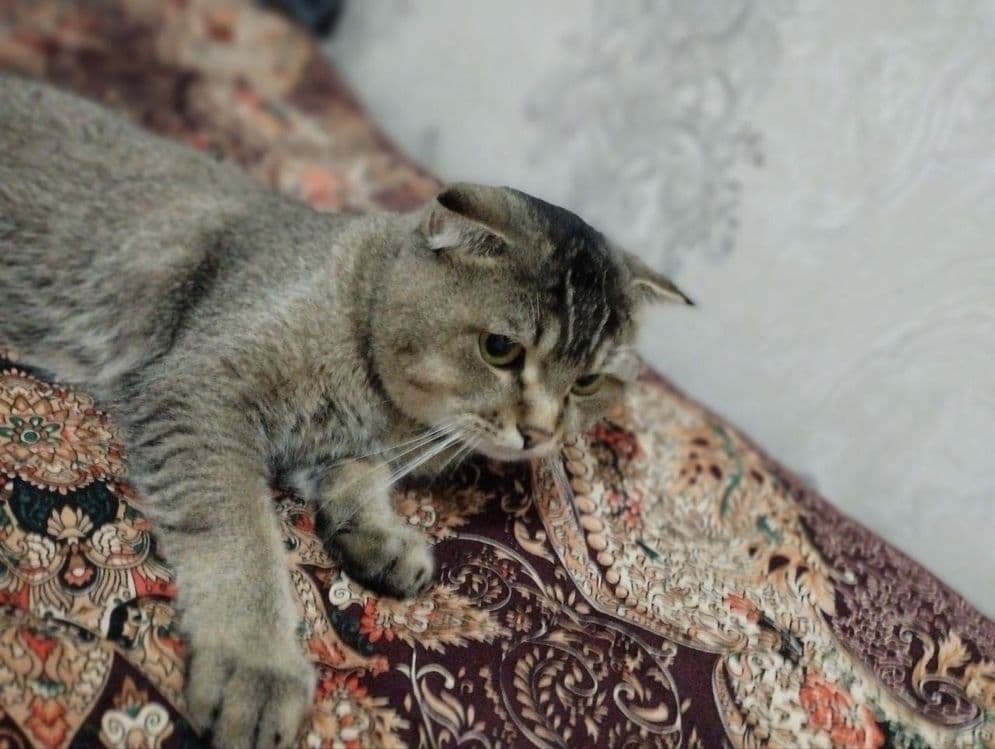 Shotlanskiy shinshila sotiladi — 6