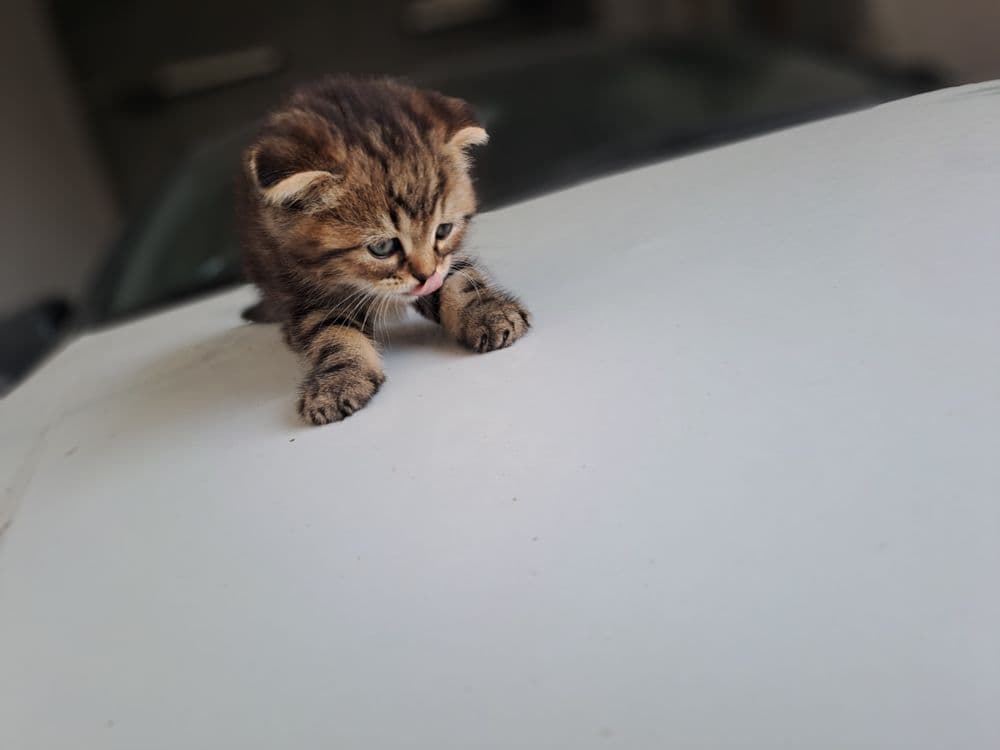 Шотландский чистакровные котята продаётся — 3