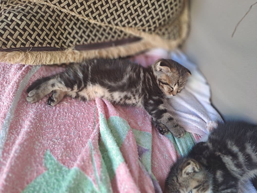Шотландский чистакровные котята продаётся — 5