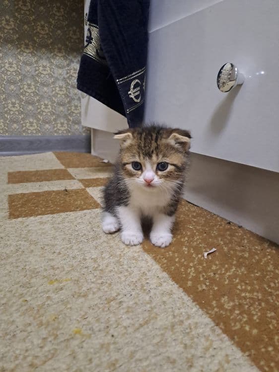Шотландский чистакровные котята продаётся — 6