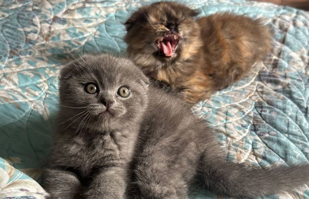 Продаётся вислоухая котята — 2