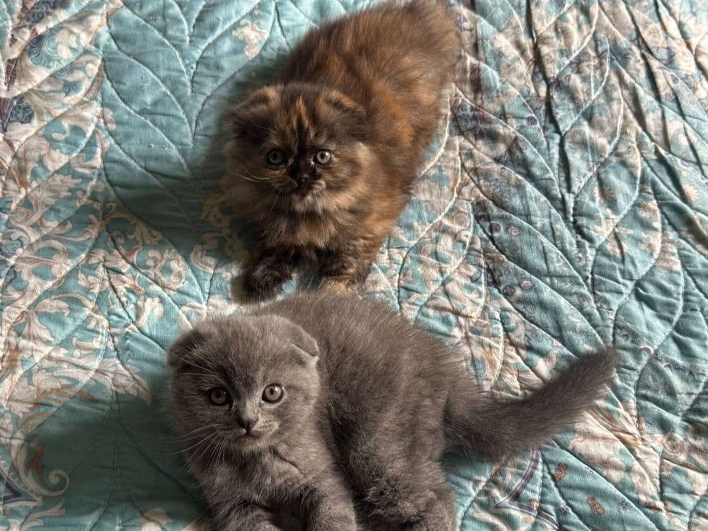 Продаётся вислоухая котята — 3