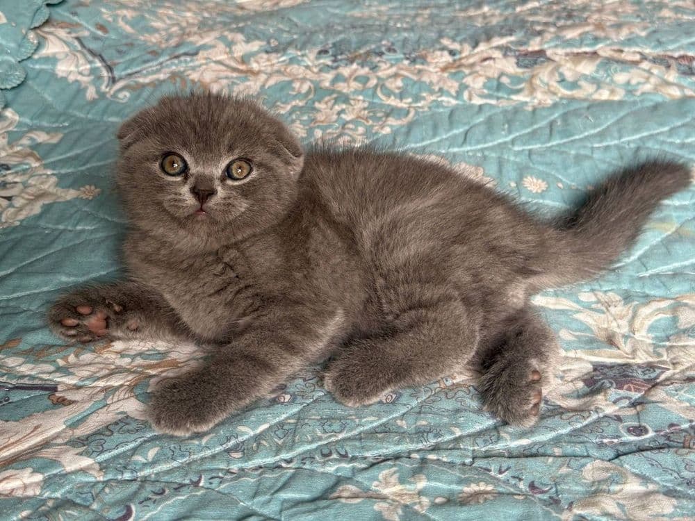 Продаётся вислоухая котята — 4