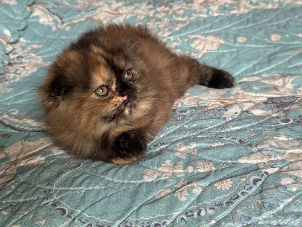 Продаётся вислоухая котята — 5