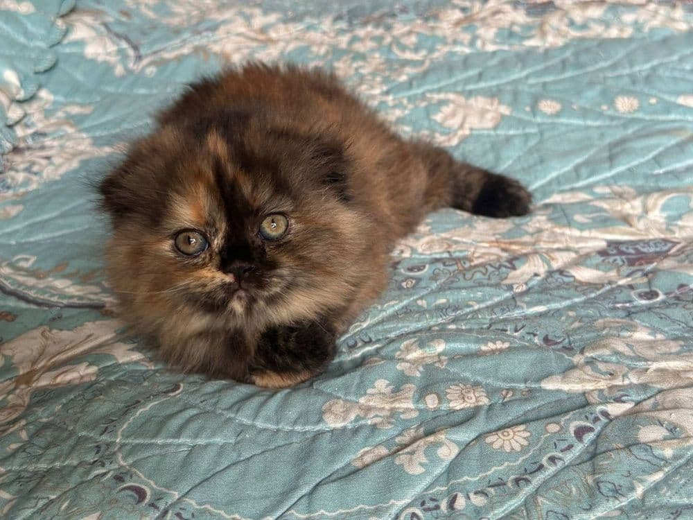 Продаётся вислоухая котята — 6