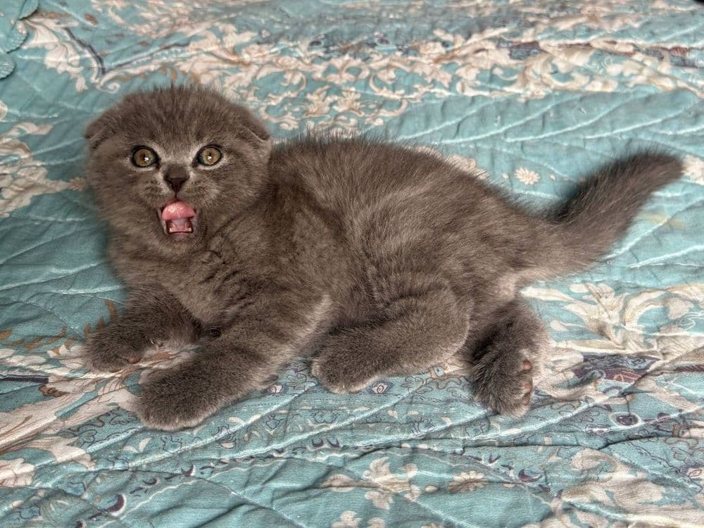 Продаётся вислоухая котята — 7