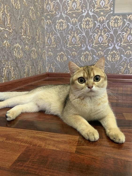 Британская короткошёрстная золотая — 3
