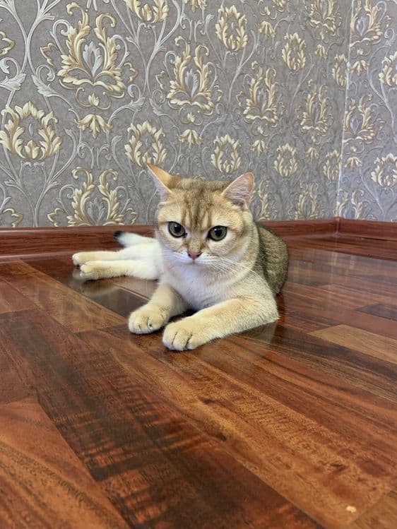 Британская короткошёрстная золотая — 4