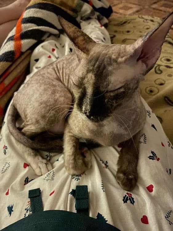 Кошка Донский сфинкс