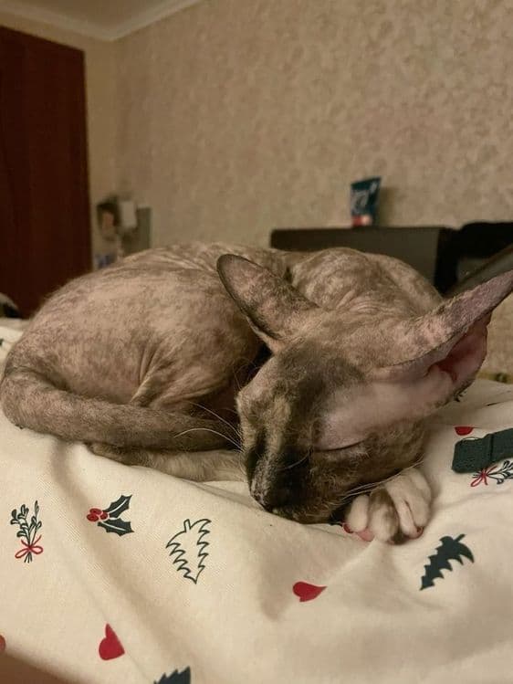 Кошка Донский сфинкс — 2