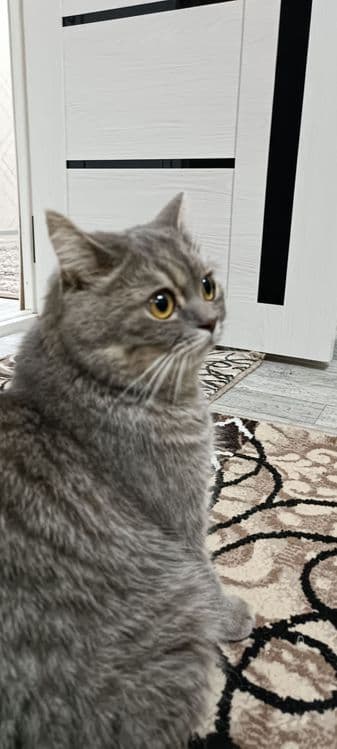Кот скоттиш страйт — 2