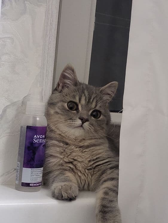 Кот скоттиш страйт — 3