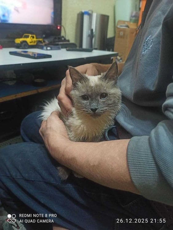 сиам (бирманская)красавцы, мальчики  и девочки на фото родители и дети — 4