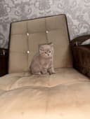Девочка скоттиш-страйт, правильная вязка, голубой цвет