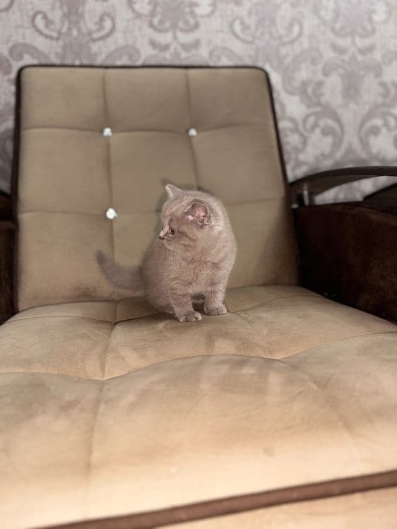 Девочка скоттиш-страйт, правильная вязка, голубой цвет — 3