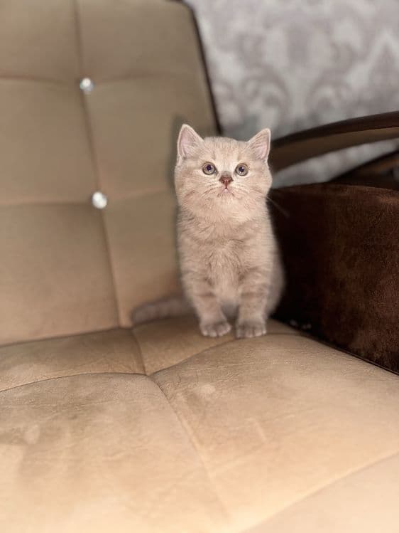 Девочка скоттиш-страйт, правильная вязка, голубой цвет — 4