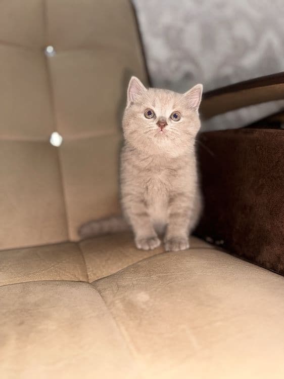 Девочка скоттиш-страйт, правильная вязка, голубой цвет — 5