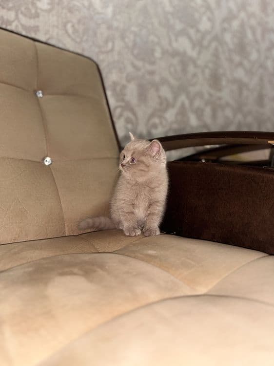 Девочка скоттиш-страйт, правильная вязка, голубой цвет — 7