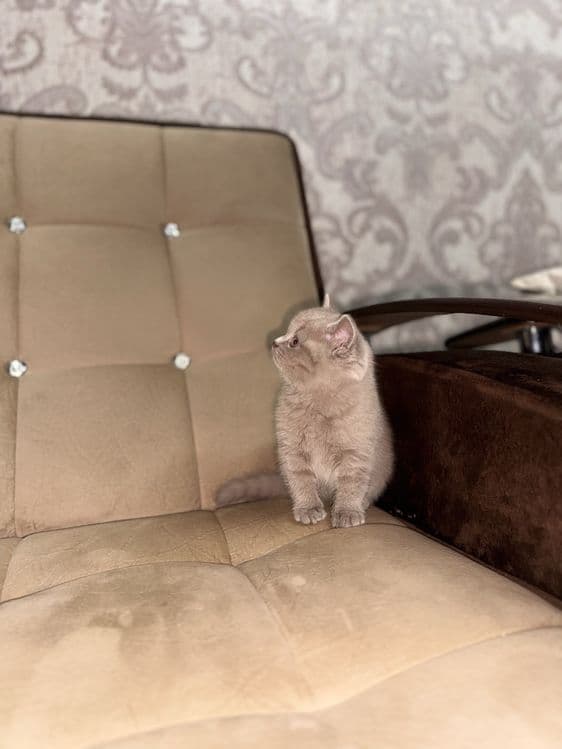Девочка скоттиш-страйт, правильная вязка, голубой цвет — 8