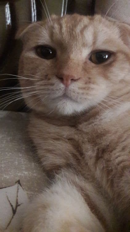 Продается домашний кот — 2