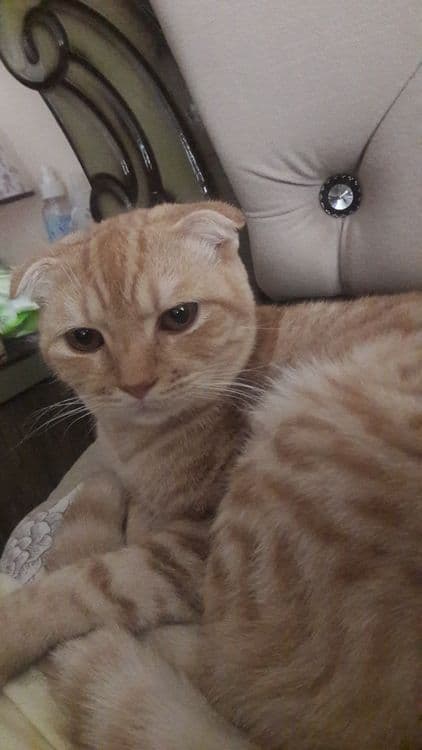 Продается домашний кот — 3