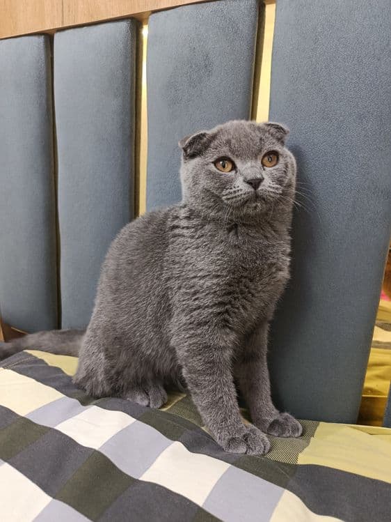 Zotli mushuk ogil — 1