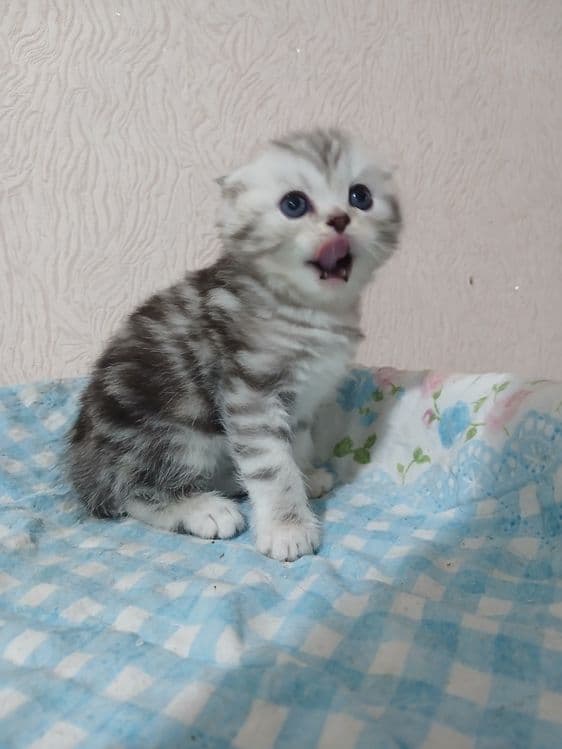 Продам котят от правильной вязки — 2
