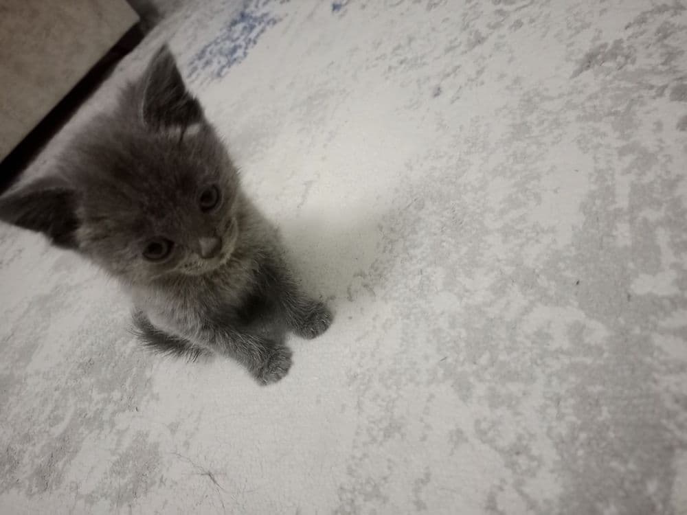 2 oylik yoqimtoy mushukchalar sotuvda.
Sog‘lom, ozoda, o‘ynoqi va mehr — 7