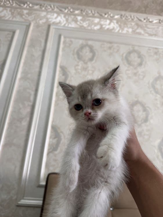 Британская шиншилла blue point. Нежная, спокойная, приучена к лотку. — 1