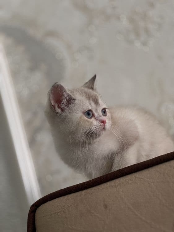 Британская шиншилла blue point. Нежная, спокойная, приучена к лотку. — 3