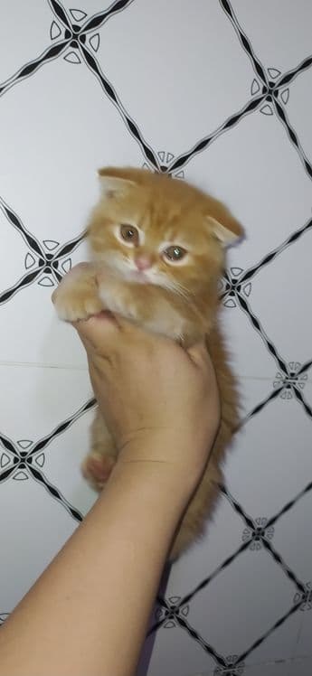 Scottish fold & scottish strayt — 2