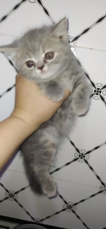 Scottish fold & scottish strayt — 3