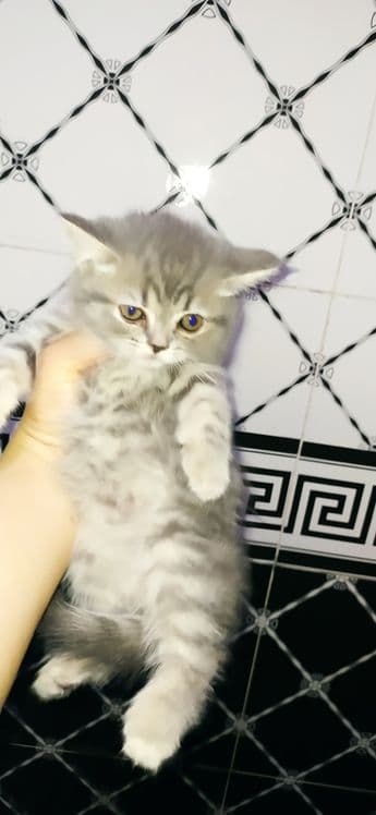 Scottish fold & scottish strayt — 4