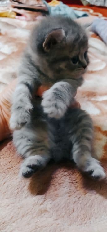 Scottish fold & scottish strayt — 5