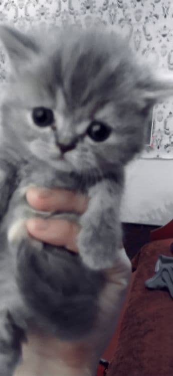 Scottish fold & scottish strayt — 6
