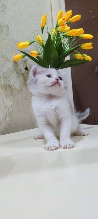 Мушукчалар сотилади. — 2