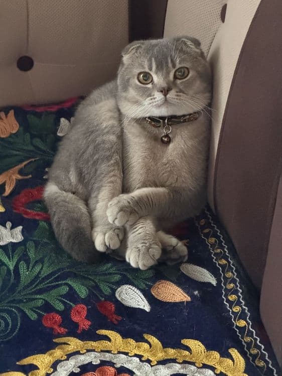 Продается Кот годовалый — 1