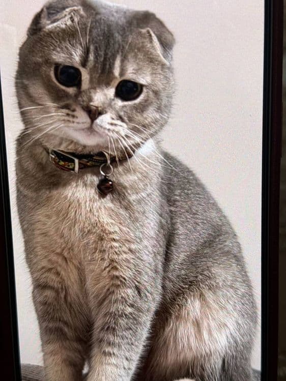Продается  Кот  годовалый — 3